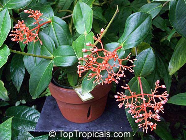 Medinilla plant orange