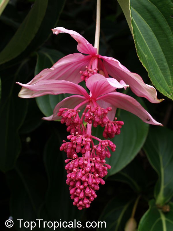 Medinilla plant