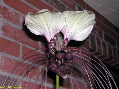 Bat Head Lily, Bat Flower, Devil Flower - Tacca Lily White