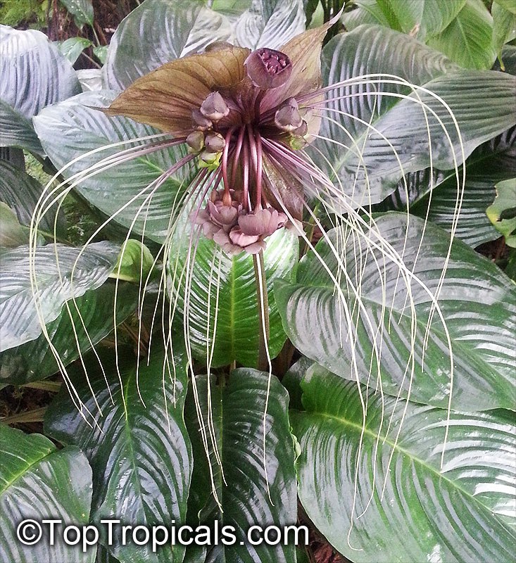 Bat Head Lily, Bat Flower, Devil Flower - Tacca Lily Black