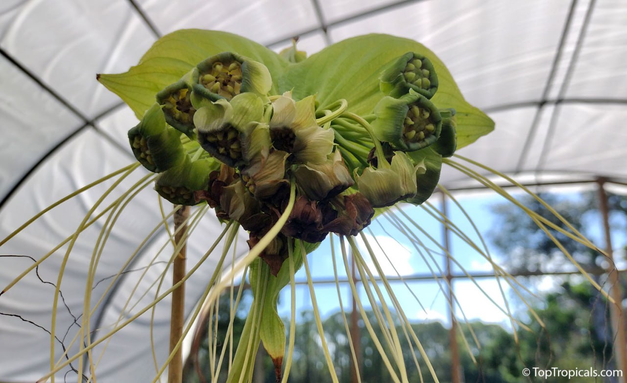 Spooky! Bat Head - Devil Flower here