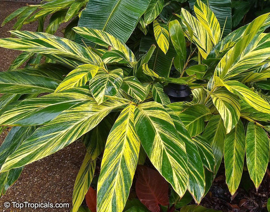 Alpinia Zerumbet Variegata Variegated Ginger