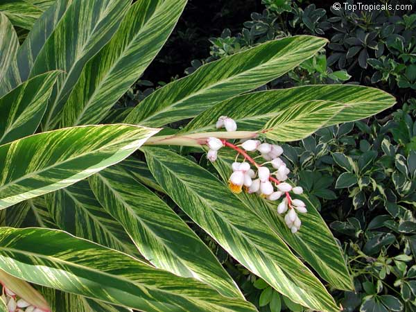 Alpinia Zerumbet Variegata Variegated Ginger