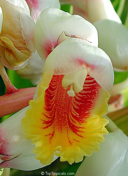 Alpinia Zerumbet Variegata Variegated Ginger flower