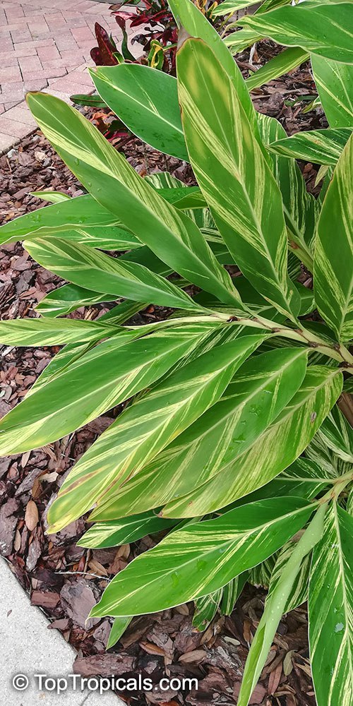 Alpinia Zerumbet Variegata Variegated Ginger