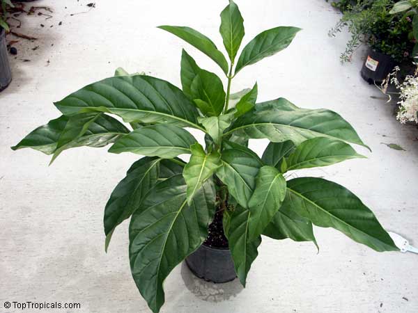 Morinda citrifolia - Noni tree