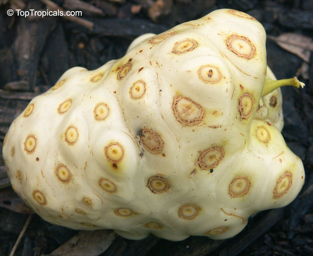 Morinda citrifolia - Noni fruit