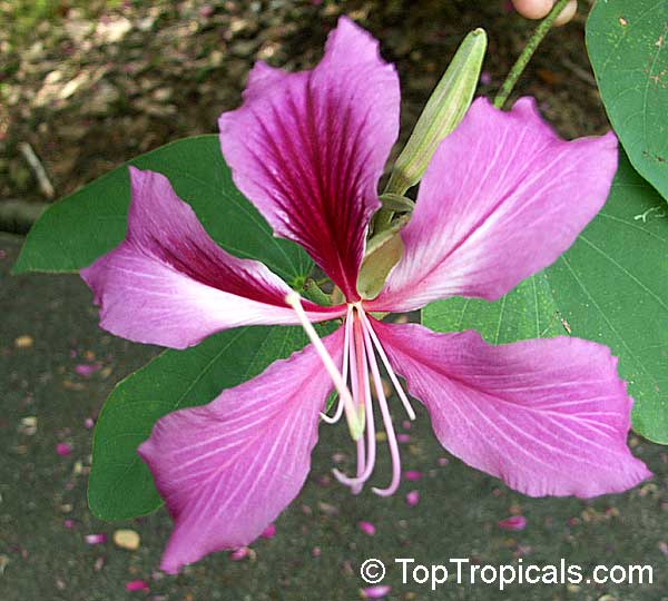 Bauhinia blakeana - Hong Kong Orchid Tree flower