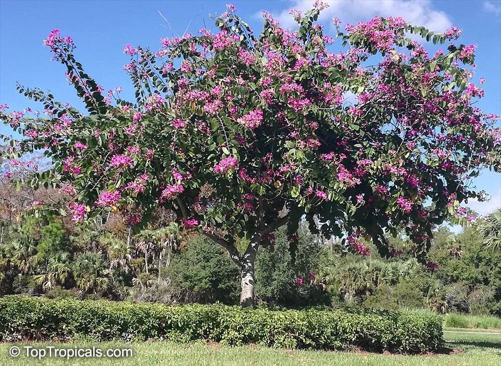  Bauhinia blakeana - Hong Kong Orchid Tree