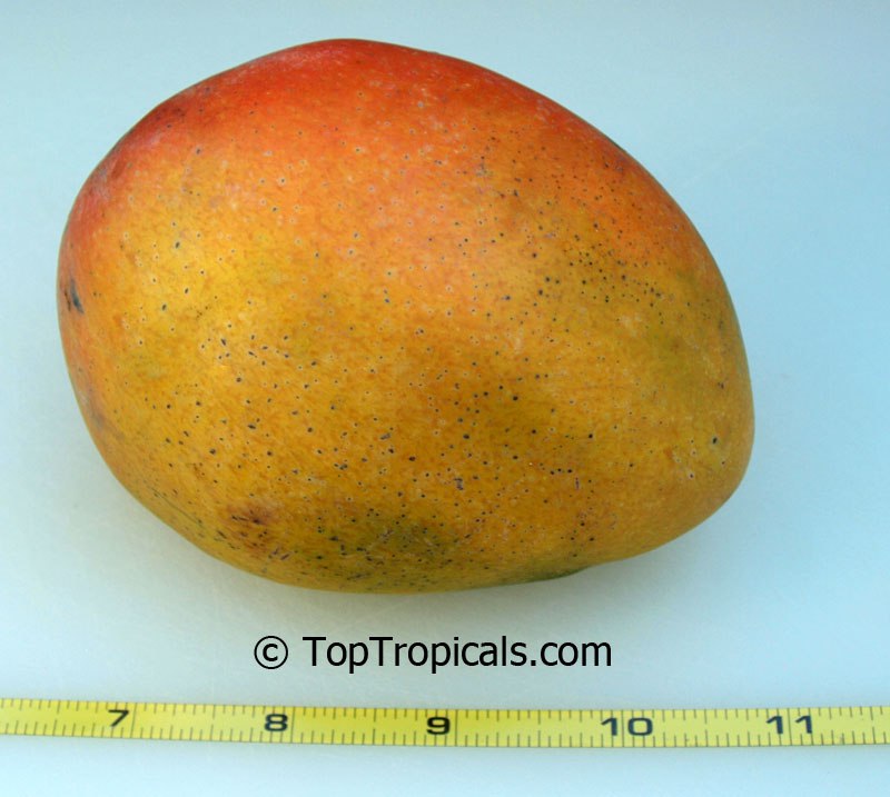 Top 5 recommended vigorous Mango tree varieties, reliable producers