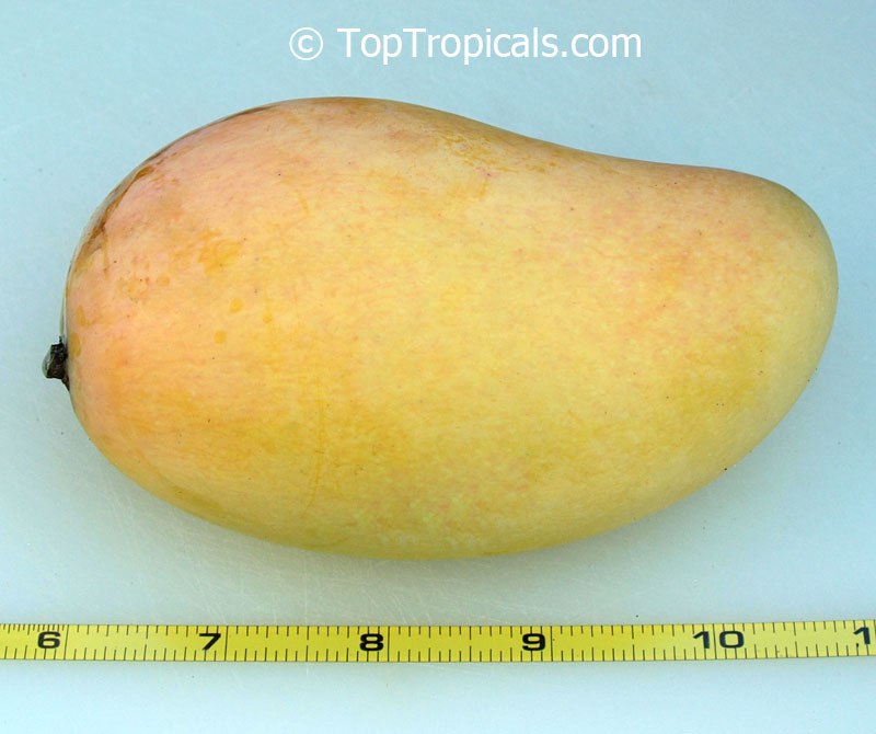 Top 5 recommended vigorous Mango tree varieties, reliable producers