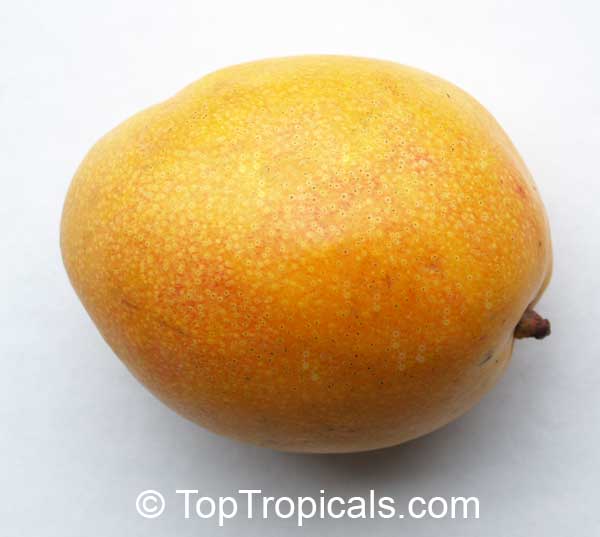 Top 5 recommended vigorous Mango tree varieties, reliable producers