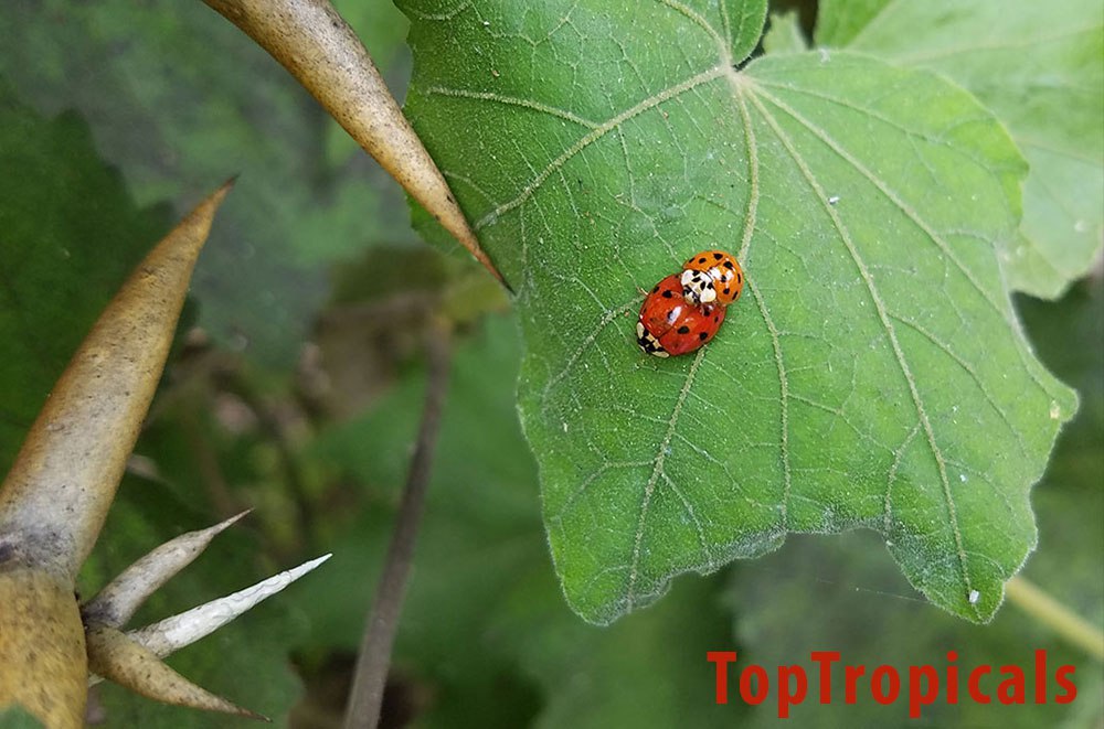 The truth about Ladybugs in your garden life 