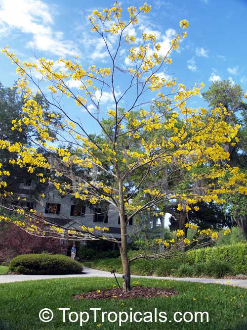 Tabebuia chrysotricha - Dwarf Golden Tabebuia tree

