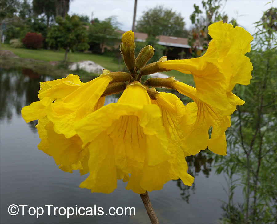  Tabebuia chrysotricha - Dwarf Golden Tabebuia flowers