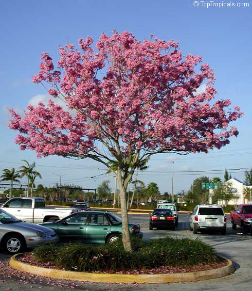 Tabebuia impetiginosa - Dwarf Pink Tabebuia tree