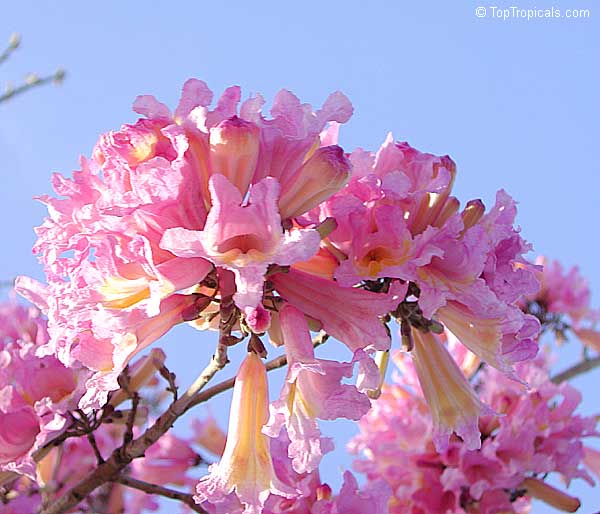 2 most favorite flowering trees for small yards 