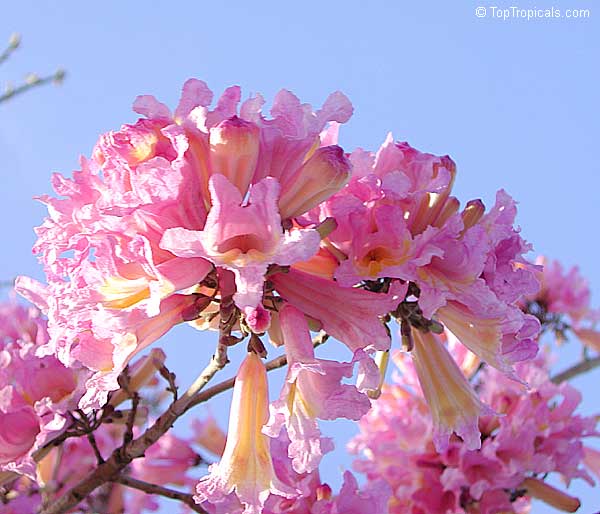 Tabebuia impetiginosa - Dwarf Pink Tabebuia flowers