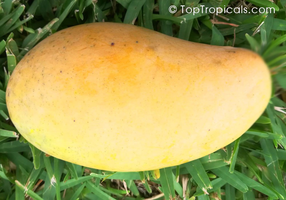 Top 5 recommended vigorous Mango tree varieties, reliable producers