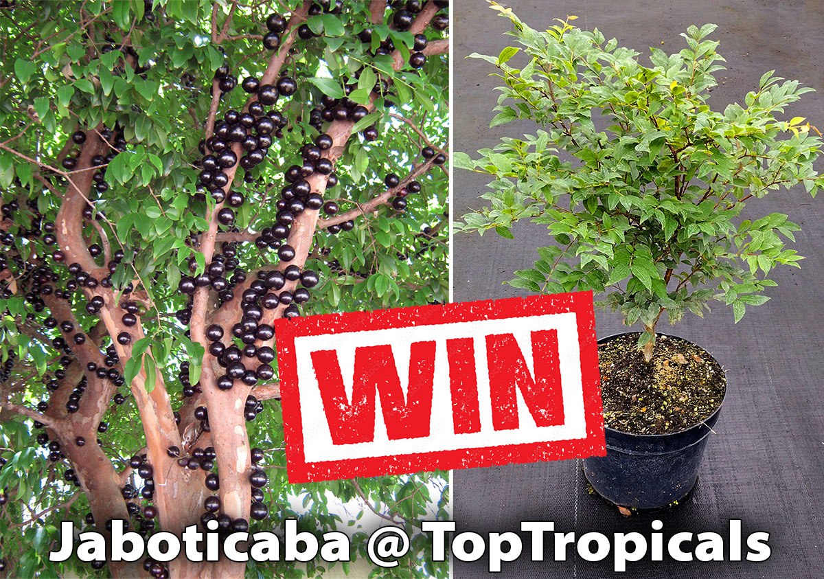  Tropical Fruit Tree Contest: enter to win the Jaboticaba Tree