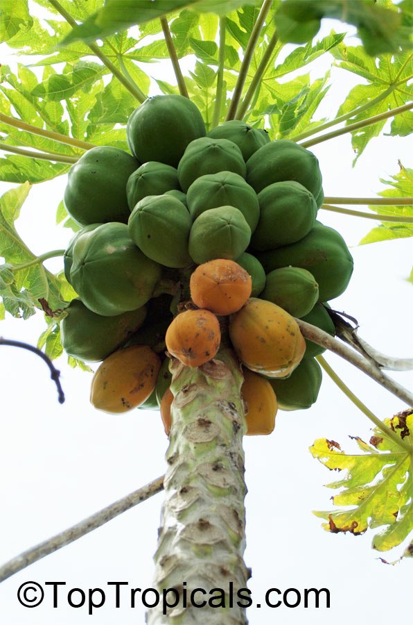 Papaya tree with fruit