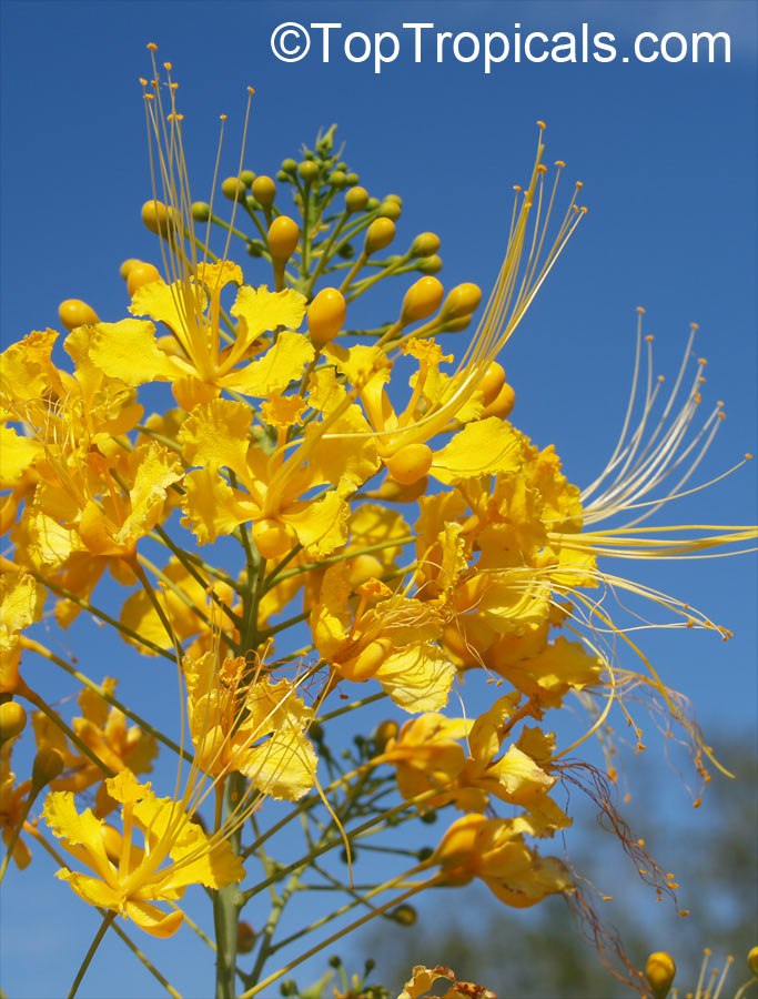 Caesalpinia pulcherrima - Dwarf Poinciana, Yello