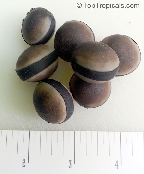 Mucuna sloanei - Yellow Jade Vine or Hamburger Bean seeds