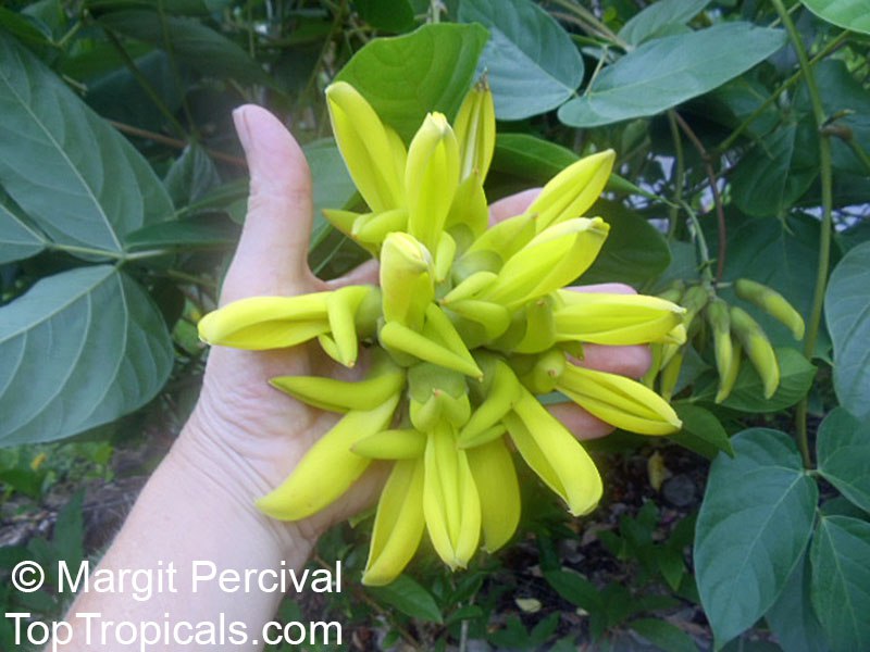 Mucuna sloanei - Yellow Jade Vine or Hamburger Bean flower