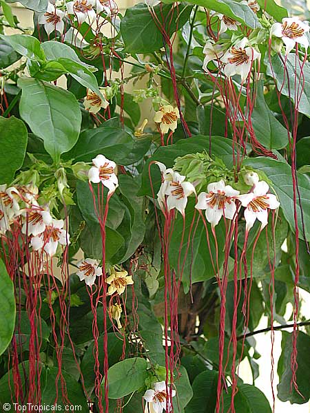 Strophanthus preussii - Poison Arrow Vine, Medusa Flower