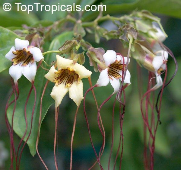 Strophanthus preussii - Poison Arrow Vine, Medusa Flower