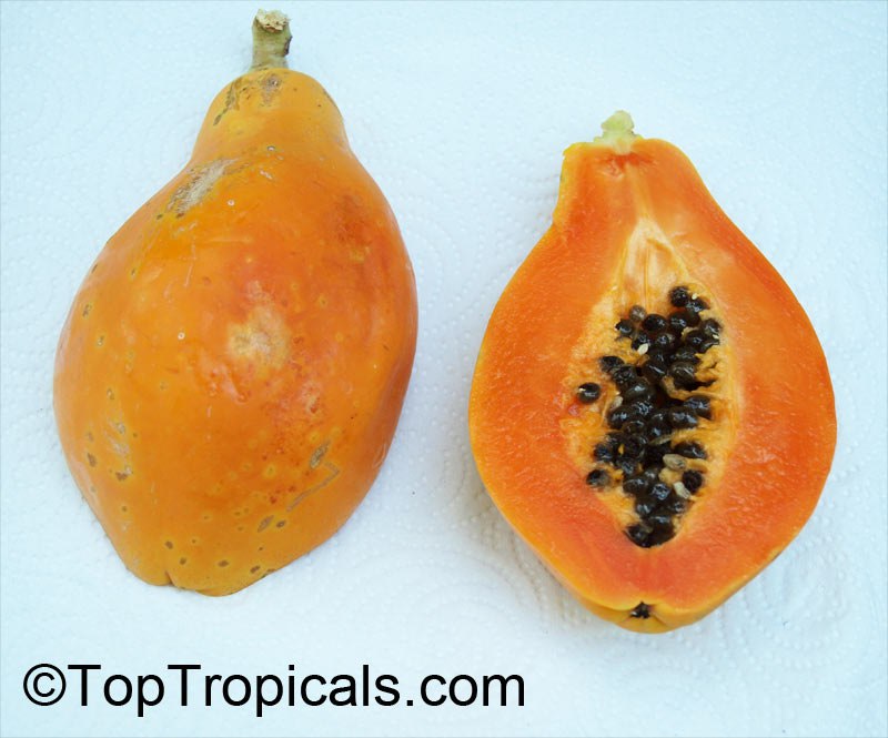 Top 3 most wanted Papaya varieties
