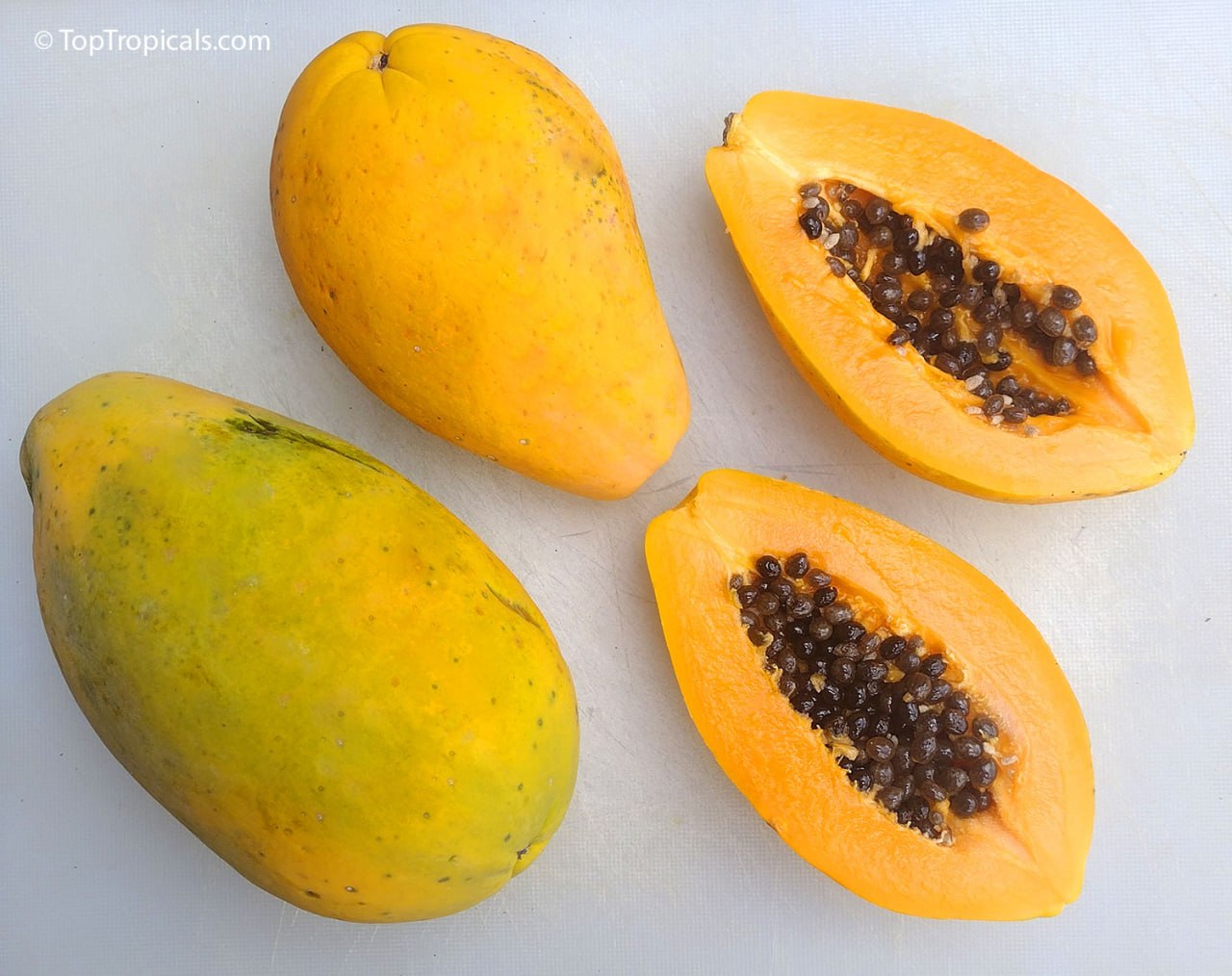 Top 3 most wanted Papaya varieties Top Tropicals Blog