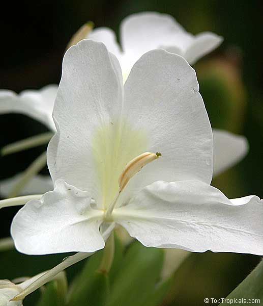 White Butterfly Ginger (Hedychium coronarium)