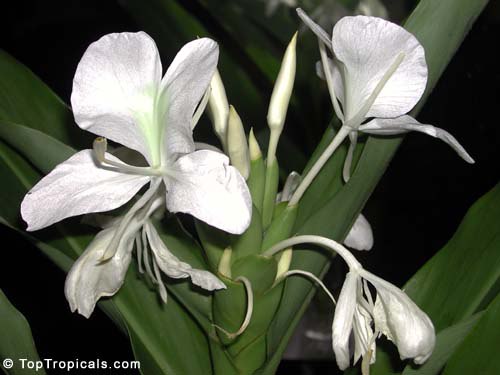 White Butterfly Ginger (Hedychium coronarium)