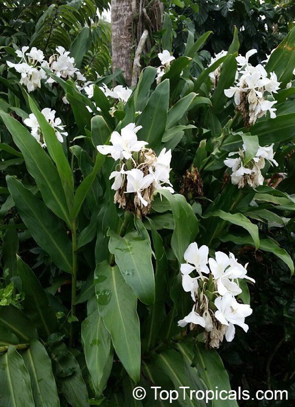 White Butterfly Ginger (Hedychium coronarium)