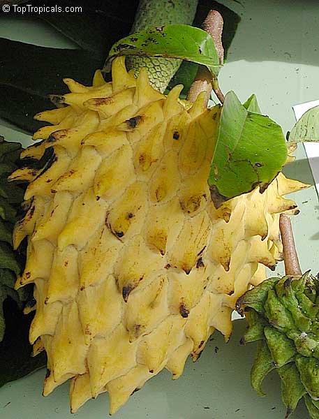 Rollinia (Rollinia deliciosa) - the biggest Annona fruit 