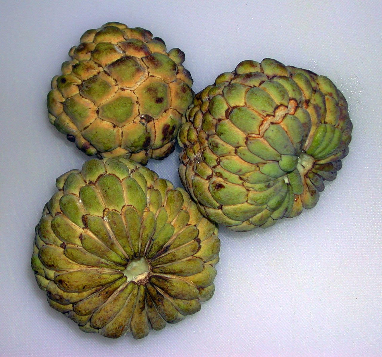 Sugar Apple (Annona squamosa)