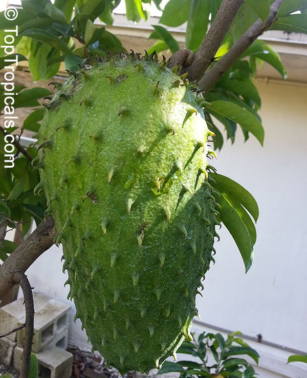 Guanabana (Annona muricata)