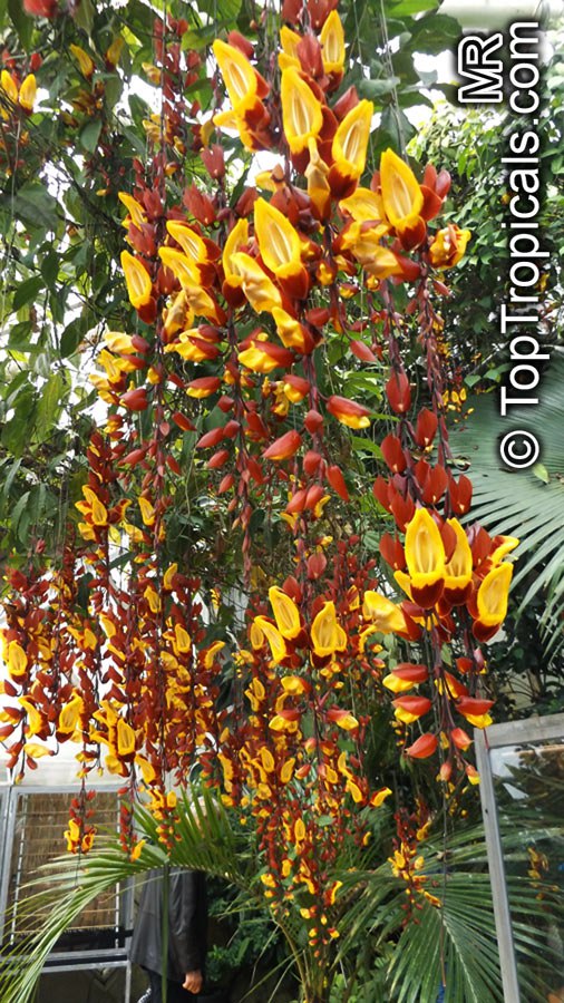 Thunbergia mysorensis - Clock Vine