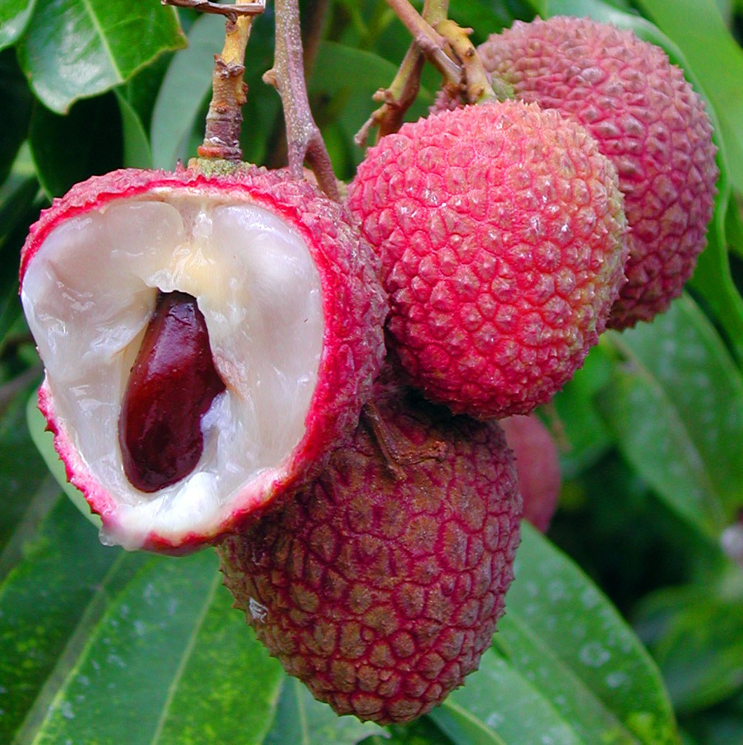 What is the best fruit in the world? How to grow your own Lychee tree