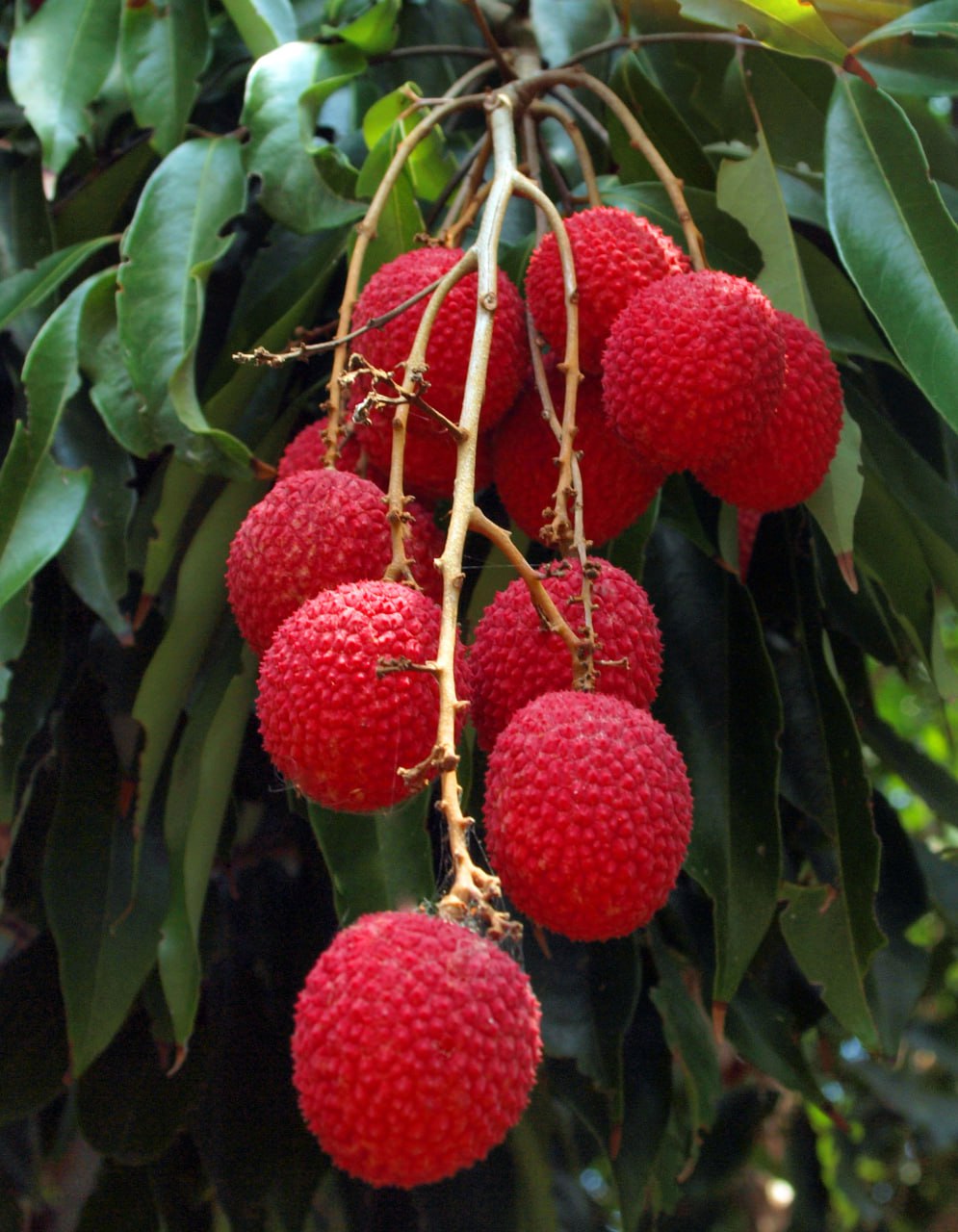 Lychee (Litchi chinensis) 