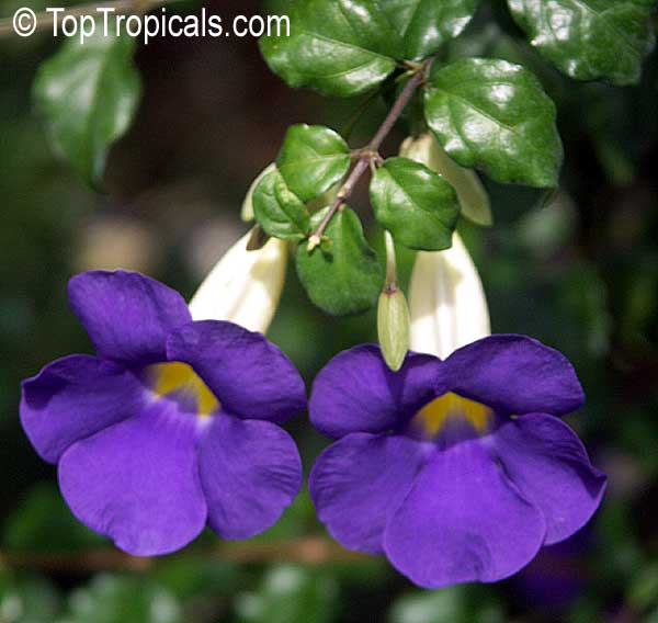 Kings Mantle - Thunbergia erecta purple