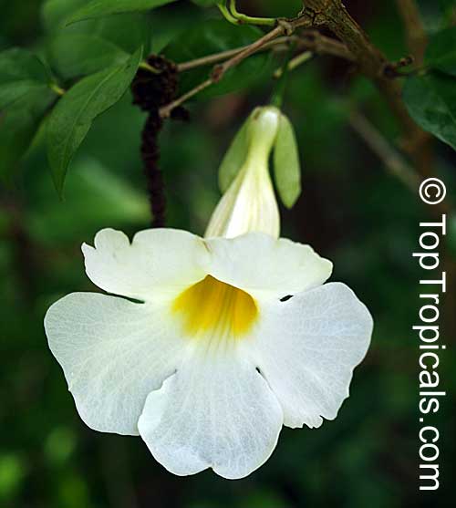 Kings Mantle - Thunbergia erecta White