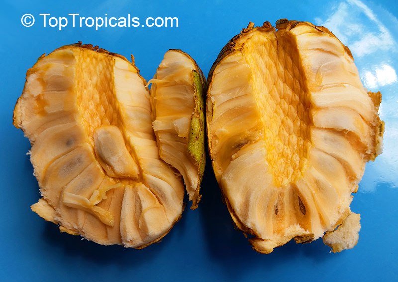 Pineapple Annona Golden (Annona costaricana)