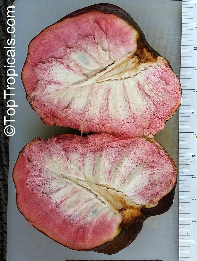 Custard Apple (Annona reticulata) 