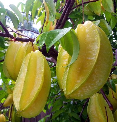 How to grow your own Carambola