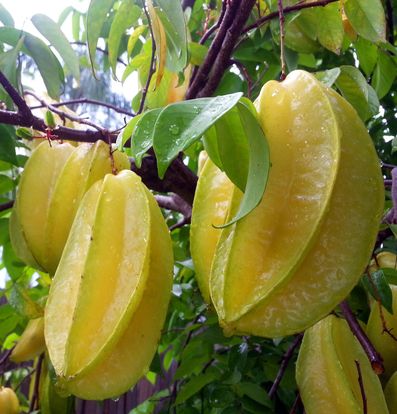 Star Fruit - Carambola Tree (Averrhoa carambola) fruit