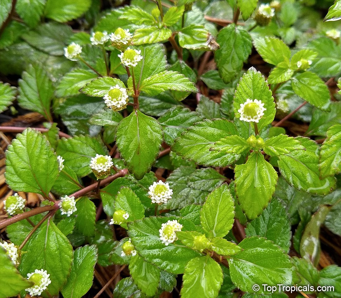 Lippia dulcis - Aztec Sweet Herb, Sweetleaf