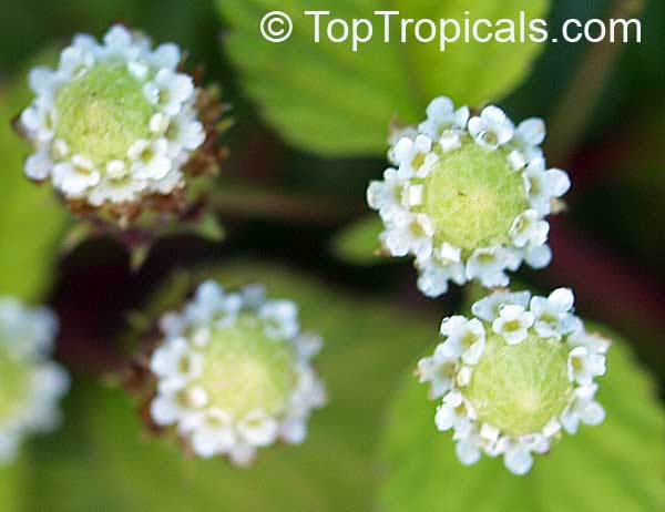 Lippia dulcis - Aztec Sweet Herb, Sweetleaf