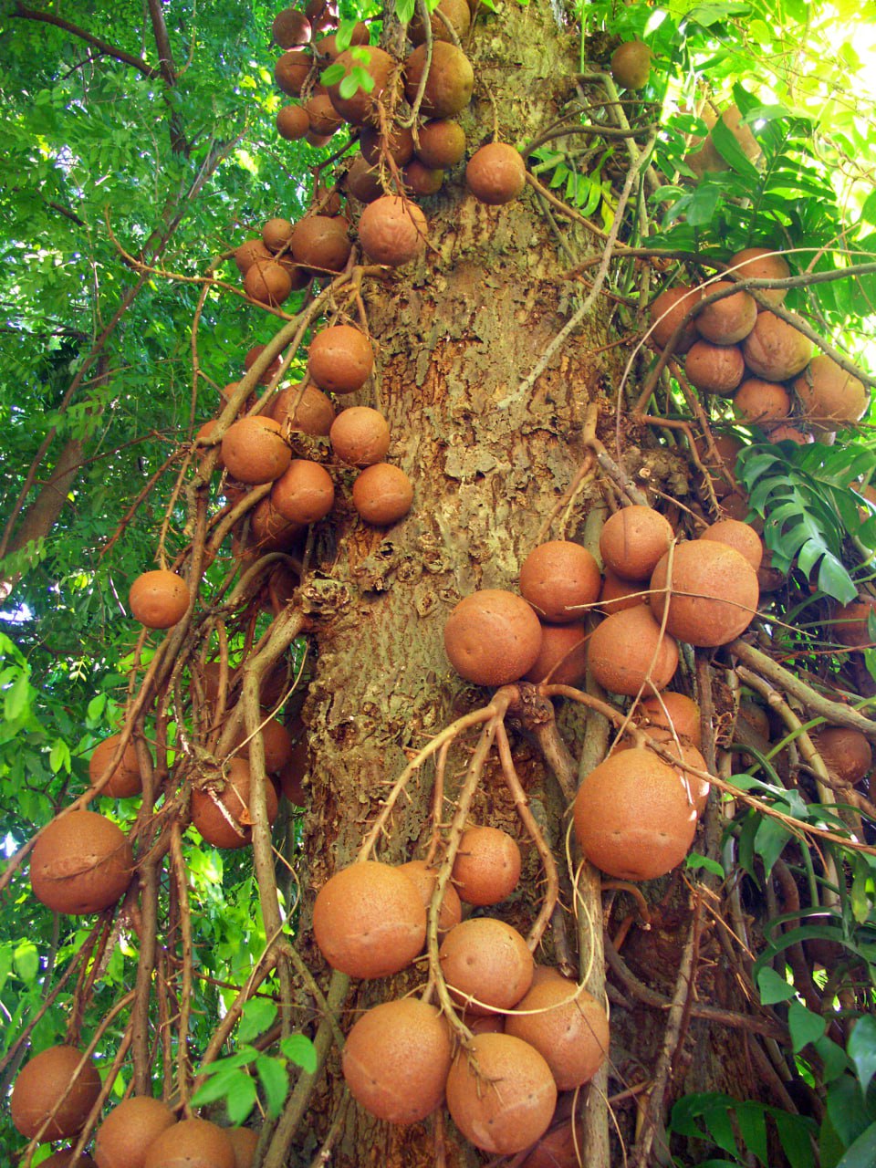 Why cannon balls grow on a tree with mollusk open mouth